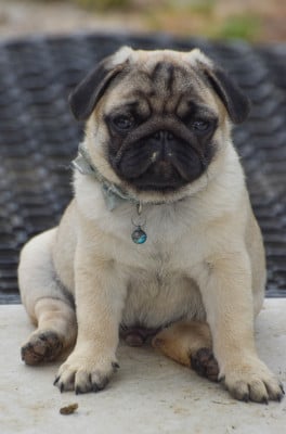 Les chiots de Carlin