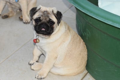 Les chiots de Carlin