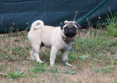 Les chiots de Carlin