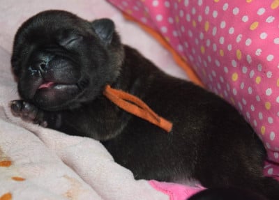 Les chiots de Bouledogue français