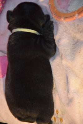Les chiots de Bouledogue français