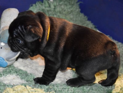 Les chiots de Bouledogue français