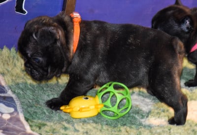 Les chiots de Bouledogue français