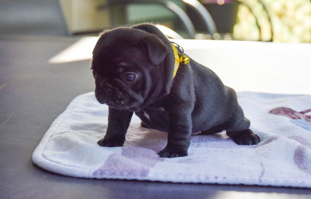 Atika Collier Orange