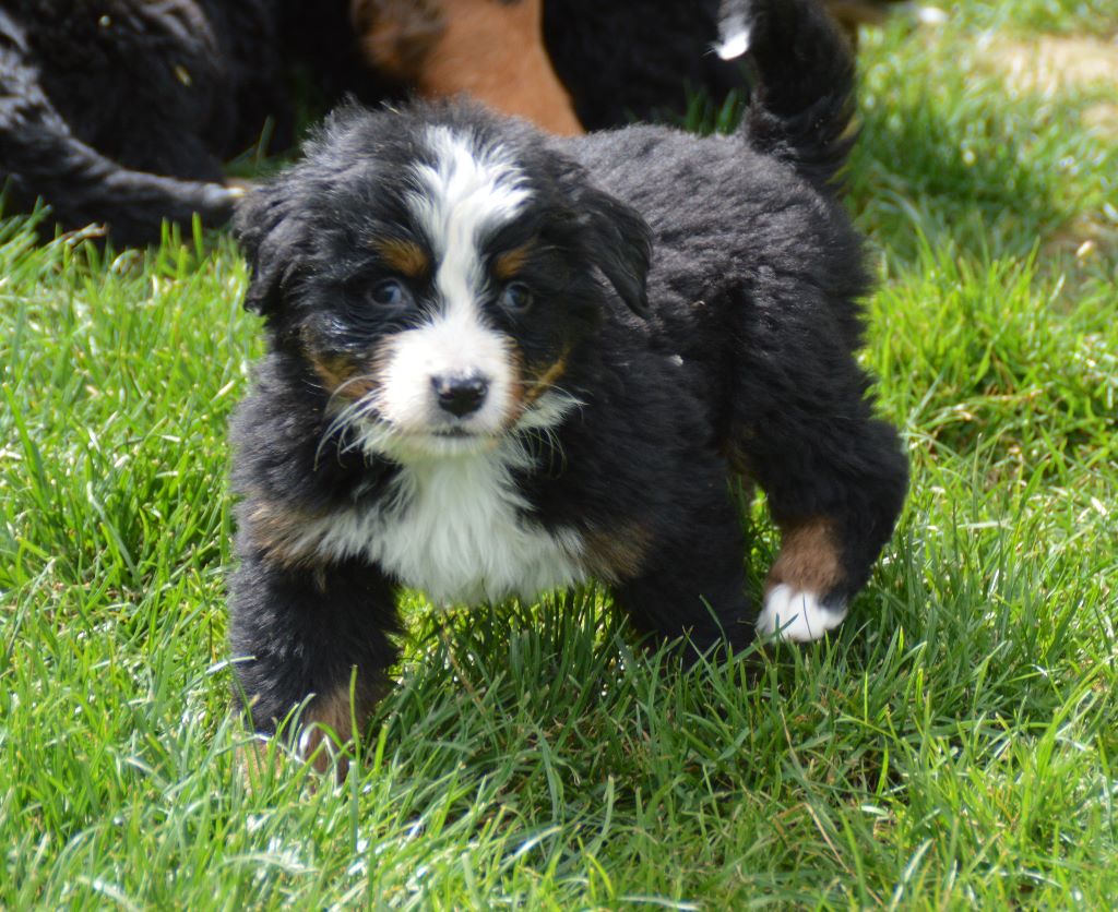 CHIOT collier jaune - Bouvier bernois