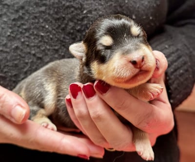 Les chiots de Chien finnois de Laponie