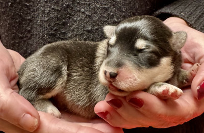 Les chiots de Chien finnois de Laponie