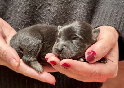 Les chiots de Chien finnois de Laponie