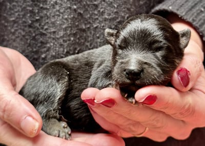 Les chiots de Chien finnois de Laponie