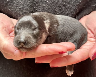 Les chiots de Chien finnois de Laponie