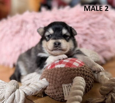 Les chiots de Chien finnois de Laponie