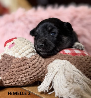 Les chiots de Chien finnois de Laponie