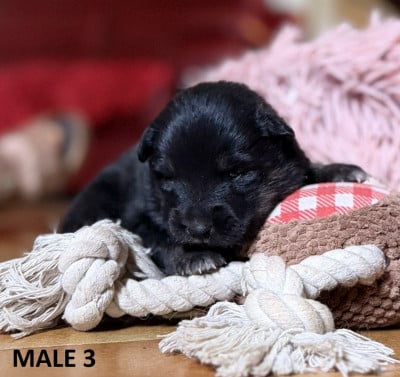 Les chiots de Chien finnois de Laponie