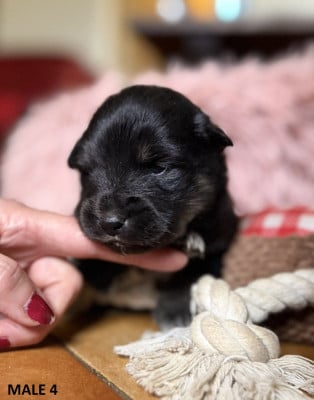 Les chiots de Chien finnois de Laponie