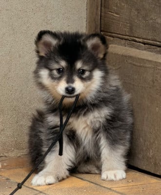 Les chiots de Chien finnois de Laponie