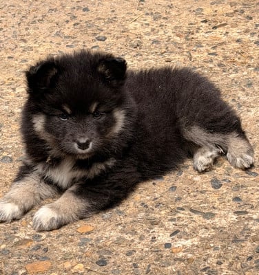 Les chiots de Chien finnois de Laponie