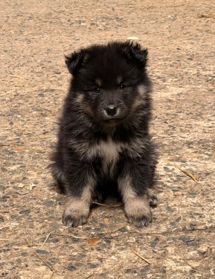 Les chiots de Chien finnois de Laponie