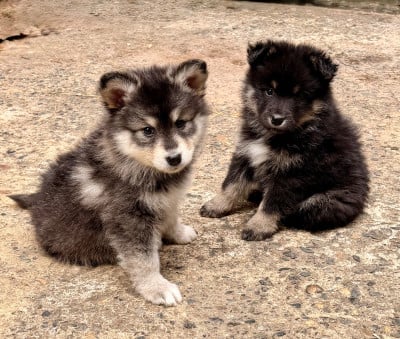 Les chiots de Chien finnois de Laponie