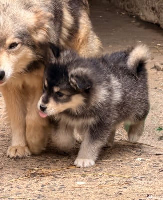 Les chiots de Chien finnois de Laponie