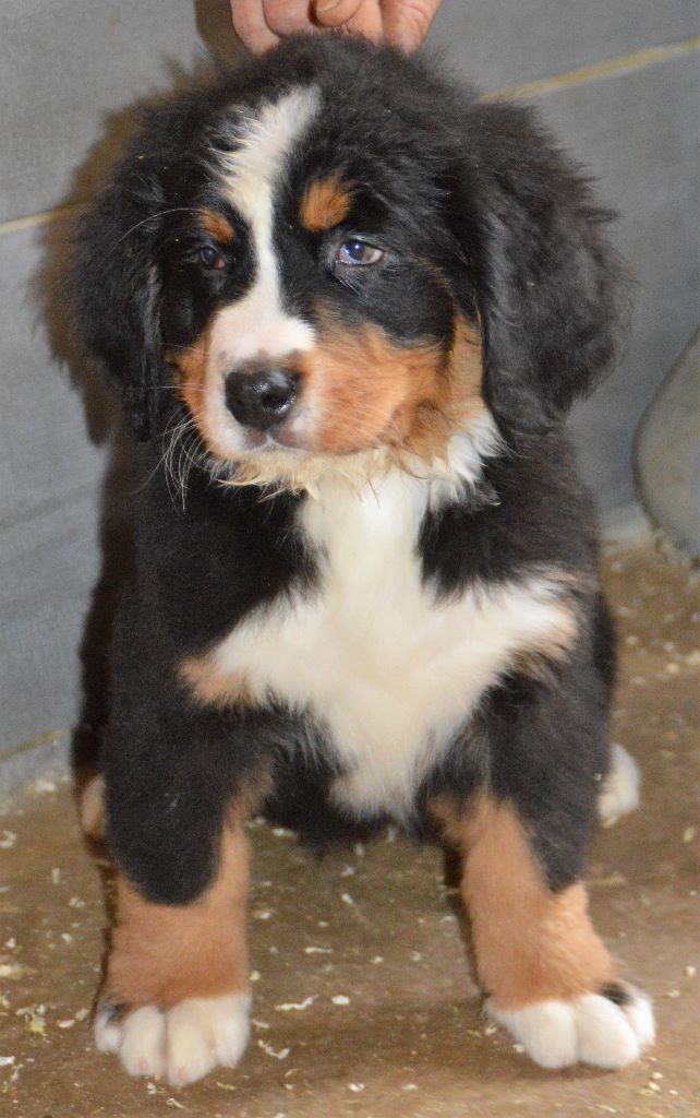 Chiot Domaine Du Chai De Majolan Eleveur De Chiens Bouvier Bernois