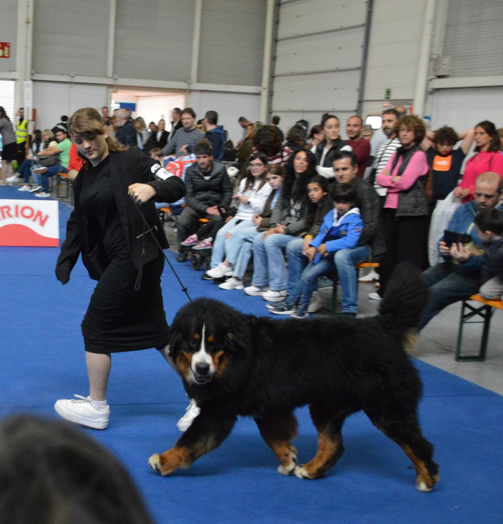 Bayraktar tb2 kisses of fortune - 1 EXCELLENT CACIB JEUNE