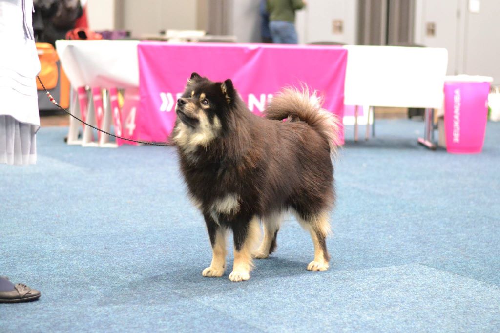 CH. Marvelous-montana du pays de l'aurore boréale - inter classe male: 2ème excellent rés-VDH CAC