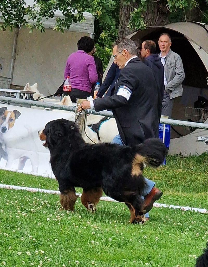 Bayraktar tb2 kisses of fortune - 2 EXCELENT CLASSE JEUNE