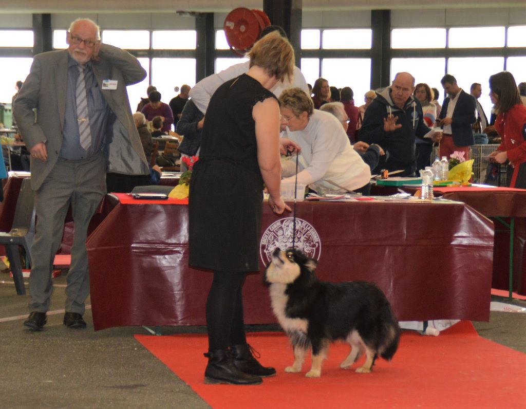 Nokia yumi of artic cobaka - 1 TRES BON CLASSE INTER