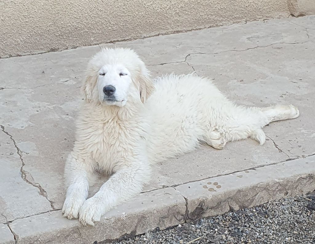 Radieuse de kaiku borda - MEILLEUR JEUNE MEILLEUR DE RACE 1 EXCELLENT classe jeune