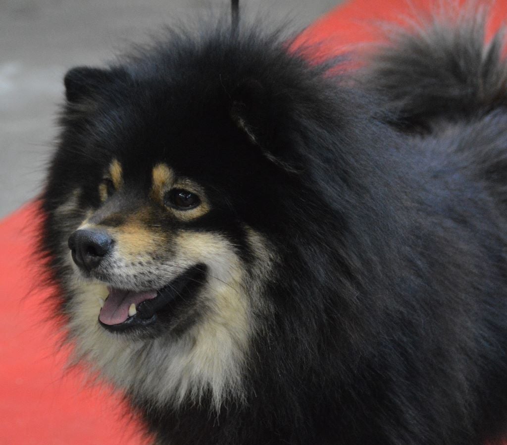 CH. Marvelous-montana du pays de l'aurore boréale - 1er Exc Cacib Cacs meilleur de race CLASSE OUVERT