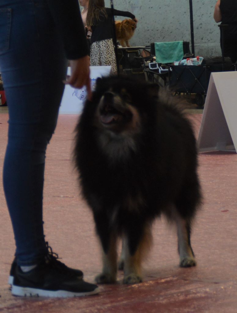 CH. Marvelous-montana du pays de l'aurore boréale - Cacs 1 excellent