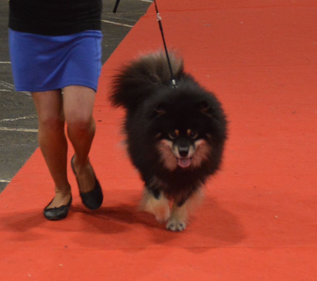 CH. Marvelous-montana du pays de l'aurore boréale - CACIB-CACS MEILLEUR DE RACE DOG MASTERS FRANCO MANATO