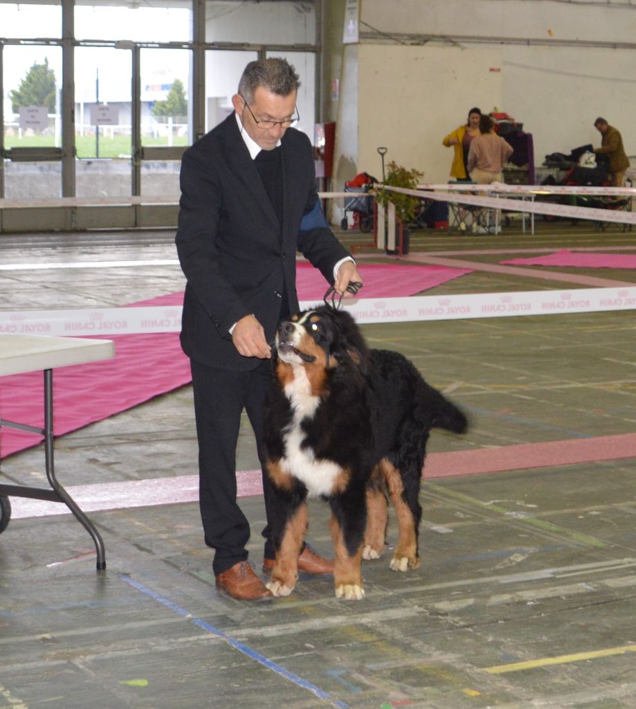 Bayraktar tb2 kisses of fortune - 1 TRES PROMETTEUR MEILLEUR PUPPY MALES