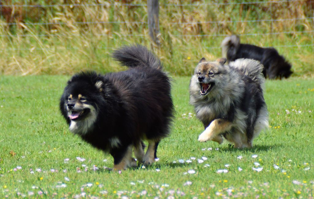 CH. Marvelous-montana du pays de l'aurore boréale - 1er EXCELLENT CACIB-CAC- MEILLEUR DE RACE