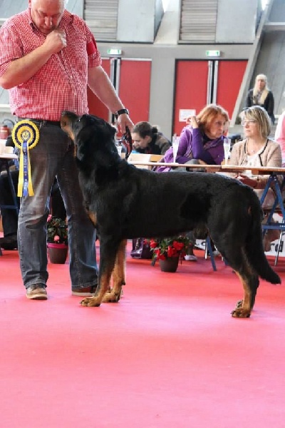 CH. Gjohn harvard de la Noé d'Orient - 1EX - CACIB et MEILLEUR DE RACE