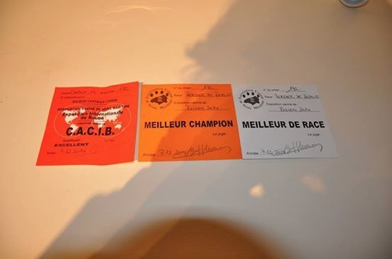 CH. Gjohn harvard de la Noé d'Orient - 1 EXC - CACIB - Meilleur champion et Meilleur de Race