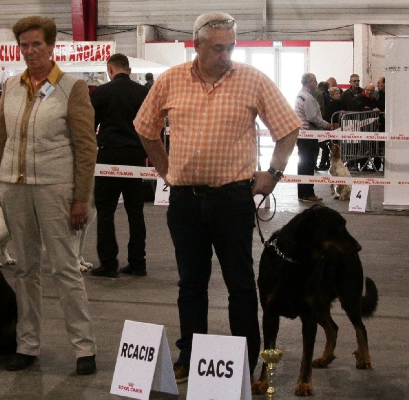 CH. Gjohn harvard de la Noé d'Orient - 1EX - CACS - RCACIB