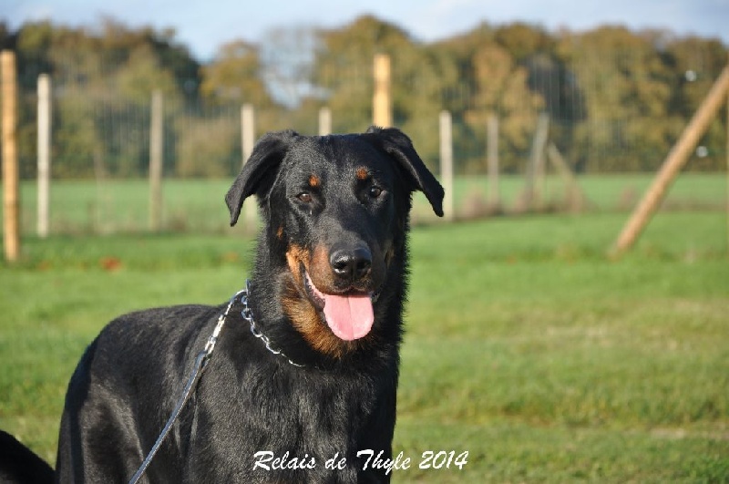 CH. Gjohn harvard de la Noé d'Orient - 1EX - CACIB et MEILLEUR DE RACE