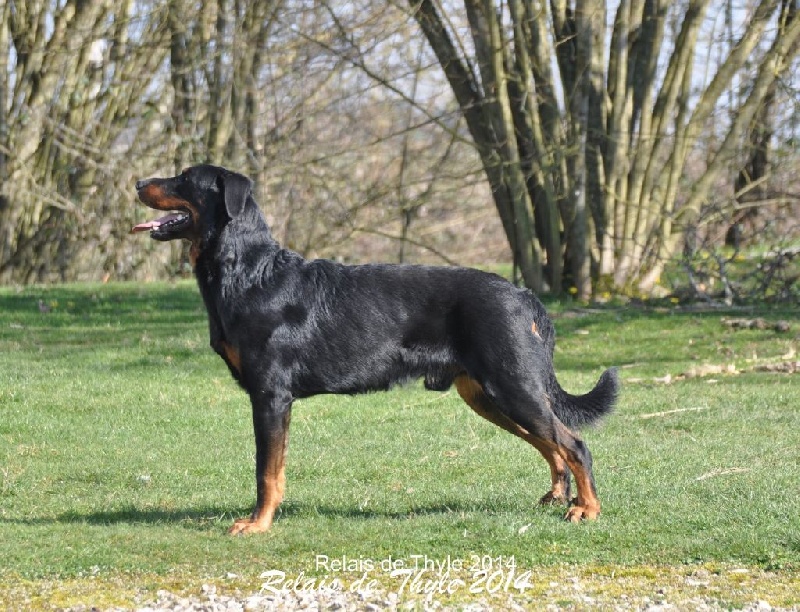 CH. Gjohn harvard de la Noé d'Orient - 1 EXC - CACS - MEILLEUR DE RACE