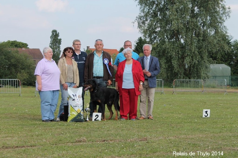 CH. Gjohn harvard de la Noé d'Orient - 1EXC - CAC - BOS ( Meilleur mâle de la NE)
