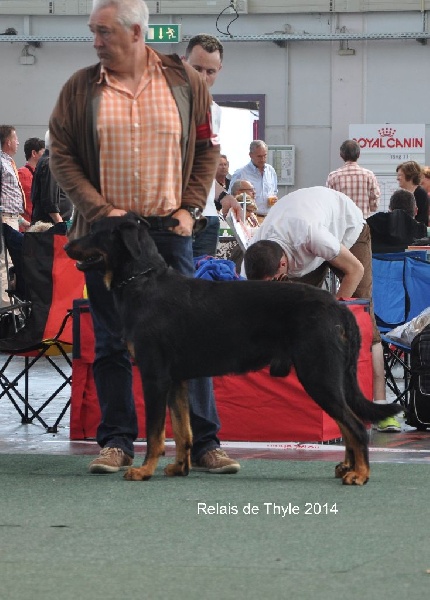 CH. Gjohn harvard de la Noé d'Orient - 2 EXC - CACS