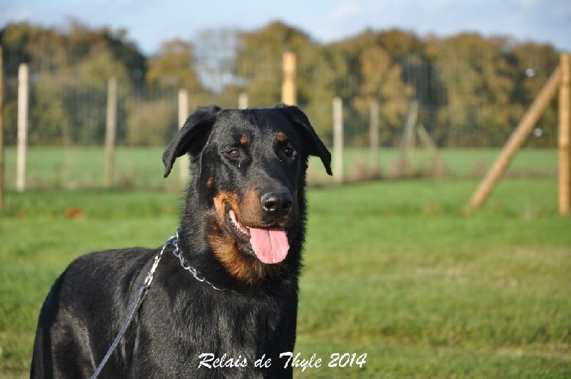 CH. Gjohn harvard de la Noé d'Orient - 2 EXC