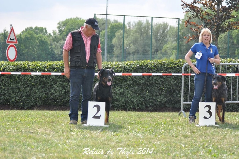 CH. Gjohn harvard de la Noé d'Orient - 2 EXC - RCAC