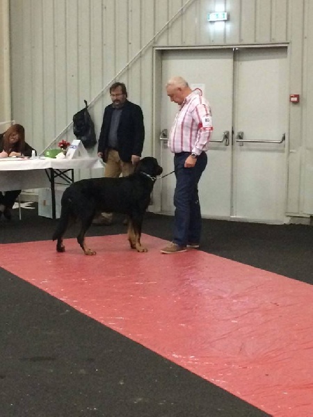 CH. Gjohn harvard de la Noé d'Orient - 1EXC - CACIB - Meilleur champion et meilleur de race