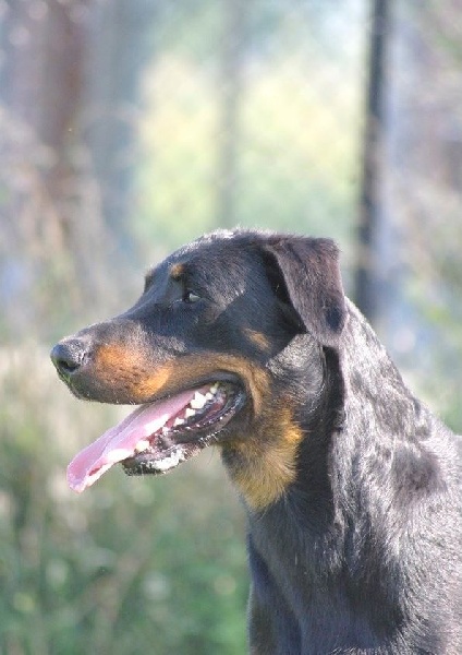 CH. Gjohn harvard de la Noé d'Orient - 1EX - CACIB et MEILLEUR DE RACE