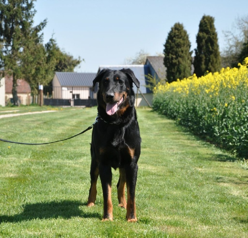 CH. Gjohn harvard de la Noé d'Orient - 1EXC - MEILLEUR DE RACE