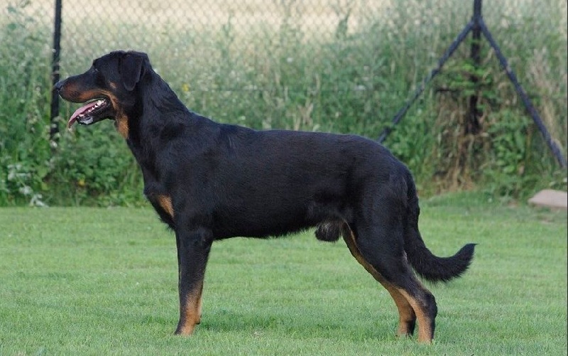 CH. Gjohn harvard de la Noé d'Orient - 1 EXC - VDH - CAC- BOS