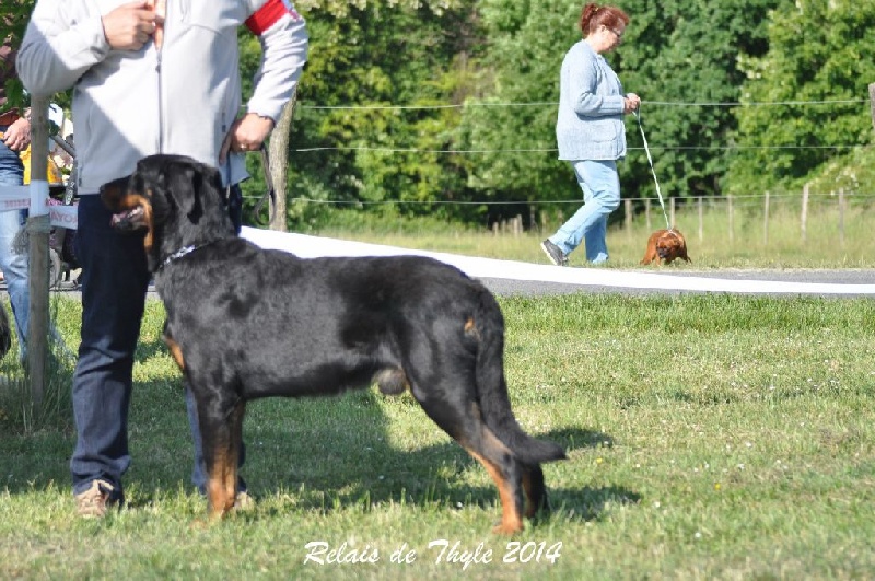 CH. Gjohn harvard de la Noé d'Orient - 1EXC - CACS