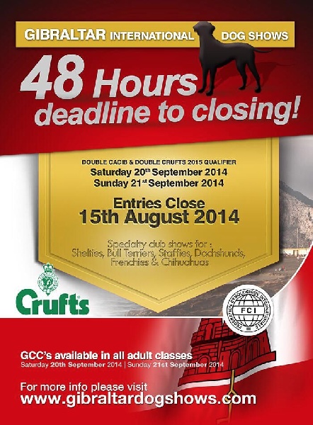 CH. Gjohn harvard de la Noé d'Orient - 1 EX - GCC - RCACIB