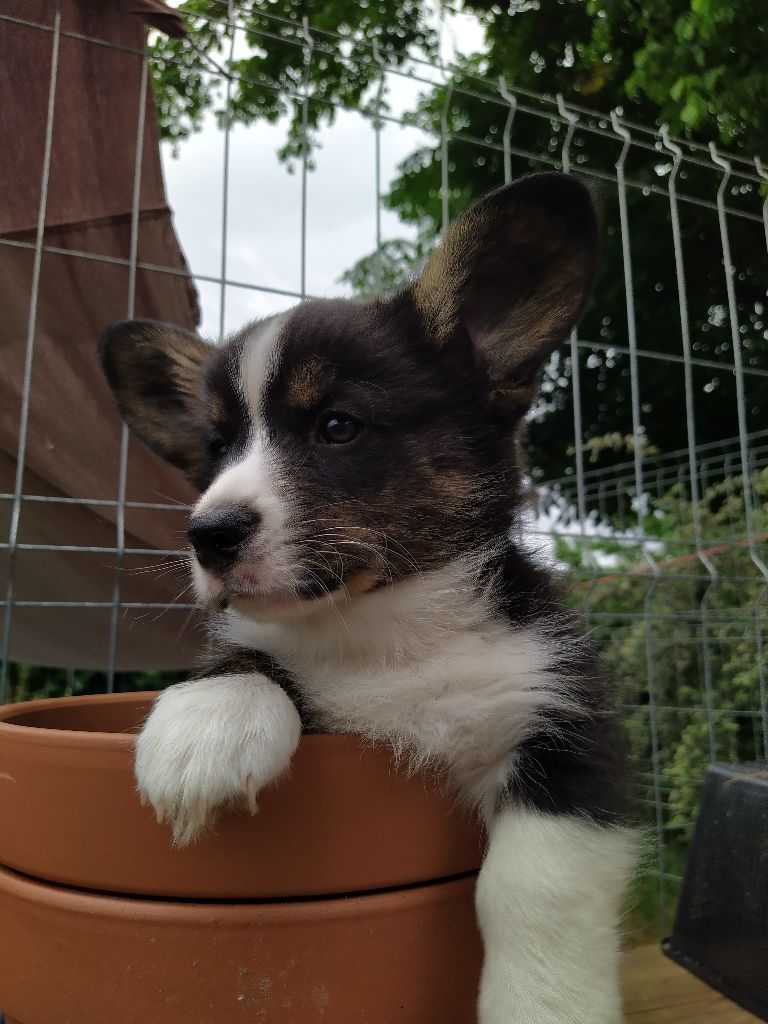 Titus
